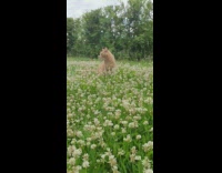 Pet ginger cat plays on the flower field with owner