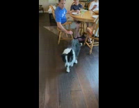 Black white dog barks horse neighs sound 