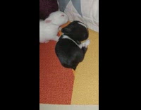 Two small bunny sheltered with pillows on the bed