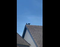 Crow scream at other crow on roof