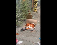Pigeon enjoys eating leftover pizza at sidewalk