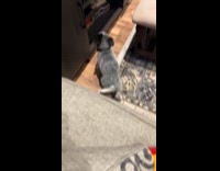 Clumsy blue heeler puppy falling from bed and couch