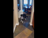 Woman trains dog to howl in command