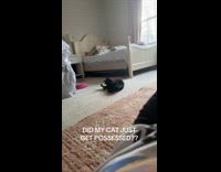 Cat gets dragged by ghost 