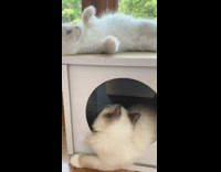 Two cats play white box pink toy 