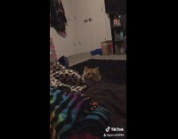 Brown cat sits black rug zebra blanket 