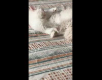 Two playful cats roll on the bed
