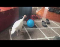 Young turkey kick play with blue ball