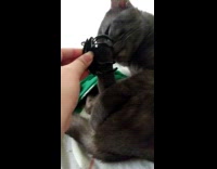 Pet cat licks feet and owner places hairclip on it