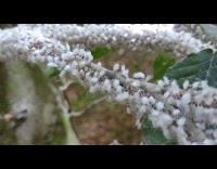 Disturbed Aphids Shake Body on Tree Branch