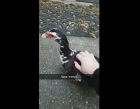Collab DailyDoseOfInternet - Person pets black white duck bird outside 