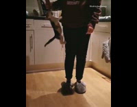 Kitten cat jumps climbs legs girl treat
