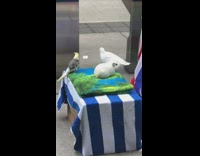 Display of birds and guinea pig on the street