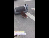 Brown chicken standing on street eats food 