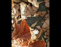 Pug puppy dog rolls around brown leaves