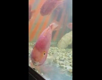 Girl large red fish aquarium tank glass 