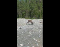Brown reindeer deer beach sand antlers rocks 