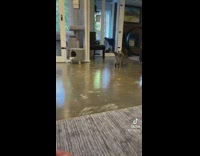 Cat stands up for high five for food 