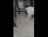 Pet cat scattered food and pushes its bowl