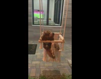 Small brown dog sits crochet swing backyard 