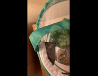 Girl boop poke pet moth in basket