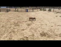 Brown Corgi Catches Frisbee on Beach