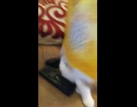 Pet kitten on the cereal box and fell