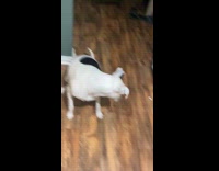 Man throws egg shells on dogs head 