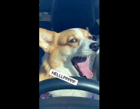 Dog drives crashes car presses undo button 