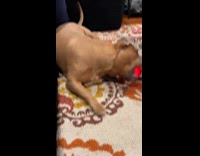 Dog playing with automatic electric ball toy 