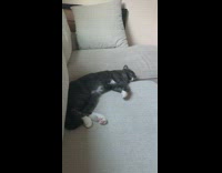 Black white cat sleeps grey couch drums 