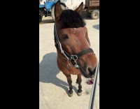 Collab Clips MPUGC - Woman cuts horse hair into full bangs 