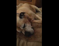 Sleeping brown dog flaps lips on exhale