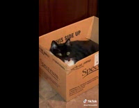Black cat sitting inside of spectrum cardboard box