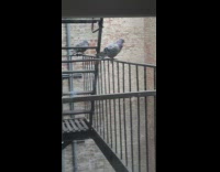 Woman names two pigeons outside apartment window 