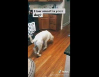 Smart white dog brings blue dog toy 