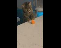 Grey kitten plays with orange peel 