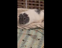 Guinea pig inside cage surrounded by poop