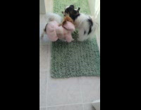 Dog loves kicking brother 