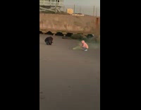 Man pink jacket crouch yellow smoke beach