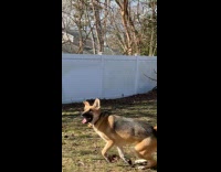 Dog Runs Around Yard as it Chases Aerial Drone