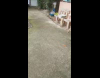 White kitten slap dog then run away