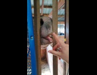 Horse play back when lips are tapped