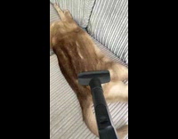 Cat lays down enjoys getting vacuum massage