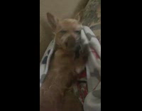 Collab DailyDoseOfInternet - Brown dog lie down on blanket scratch belly 