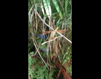 Red Dragonfly on the branch touched then flies away