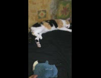 Cat laying down kicks snorlax plush away 