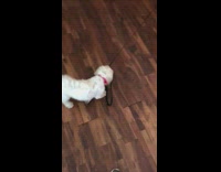 White dog bites black leash brown dog