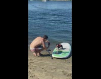 Small dog red lifejacket paddle board can 