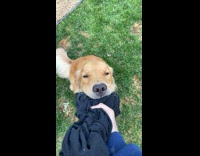 Collab Clips_MPUGC2 - Dog wouldnt let go of hoomans shirt 